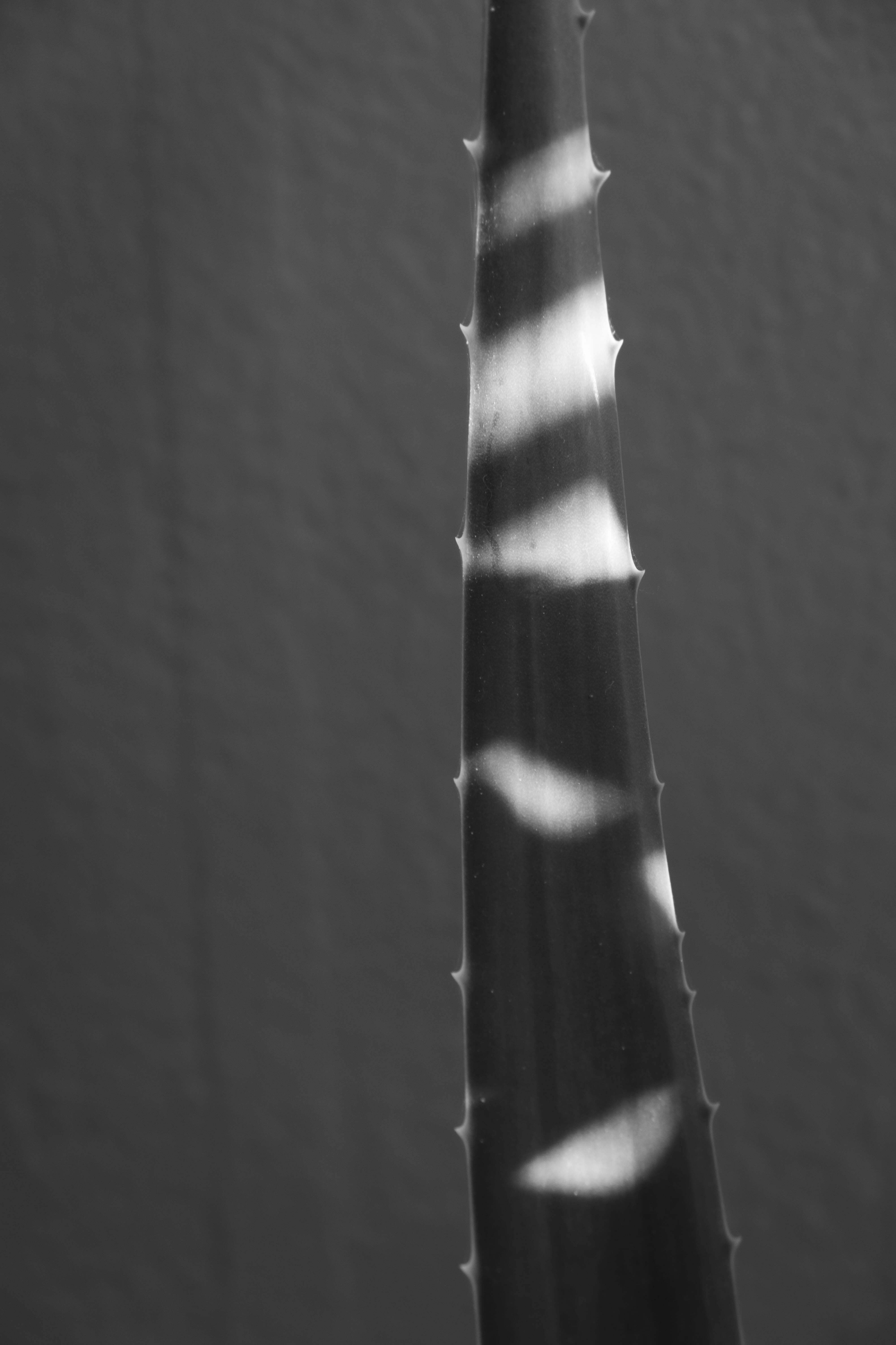 blackandwhite 2